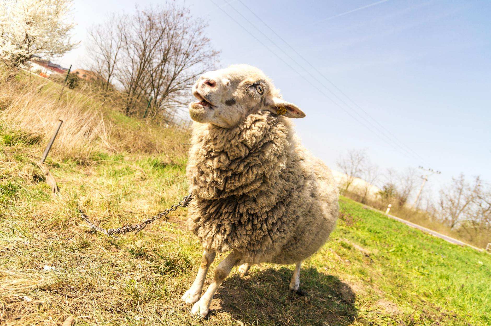 Owce pasące się na trawie w mieście, symbol ekologicznego koszenia w Katowicach
